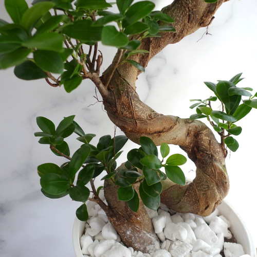 現品発送】昇り龍⭐︎縁起のいいガジュマル 観葉植物 幹太 ギフト 室内