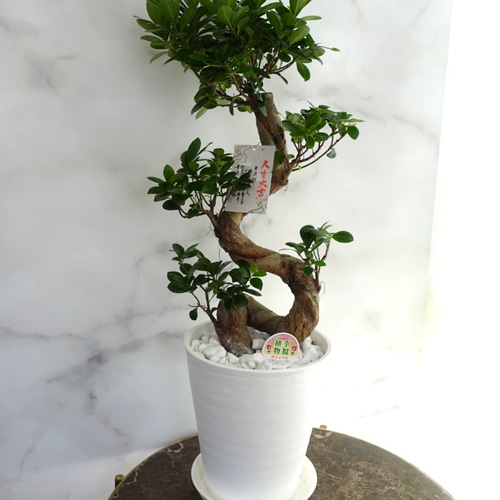 現品発送】昇り龍⭐︎縁起のいいガジュマル 観葉植物 幹太 ギフト 室内