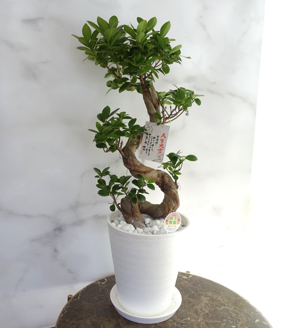 縁起物 ガジュマル 人気植物 昇り龍 フィカス☆