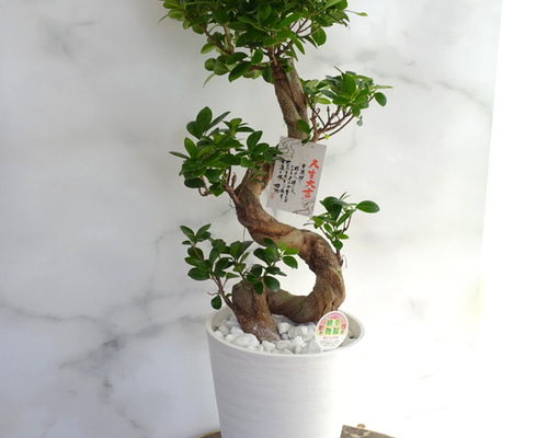 フィカス☆ 人気植物 ガジュマル 昇り龍 縁起物 8af696b77bc9dd64c099cdfcc45a0f