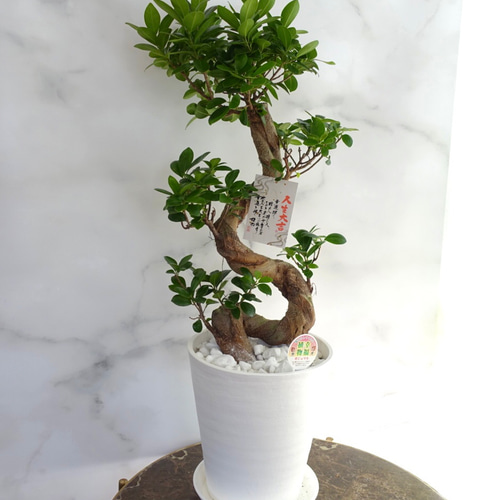 現品発送】昇り龍⭐︎縁起のいいガジュマル 観葉植物 幹太