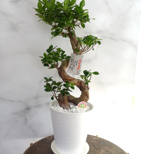 太ガジュマル 人気昇り龍 根を楽しむ植物（Ryu no Hige