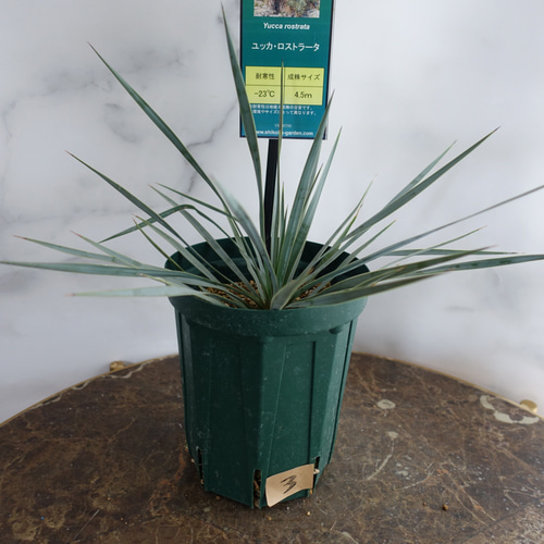 ユッカ　ロストラータ5 ユッカ・ロストラータ 5号 | 日本ライン花木センター