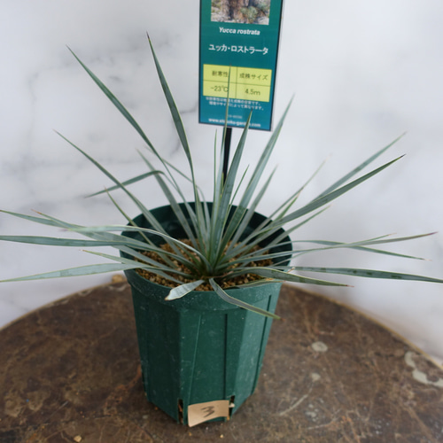 ユッカロストラータ　5株セット販売 超お得な②株SET❗️どちらも子株②つ❗️ユッカ ロストラータ の通販