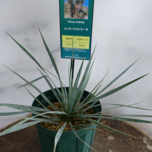 ユッカ　ロストラータ5 楽天市場】ユッカ ロストラータ 5号鉢 耐寒性 耐暑性 丈夫 植木
