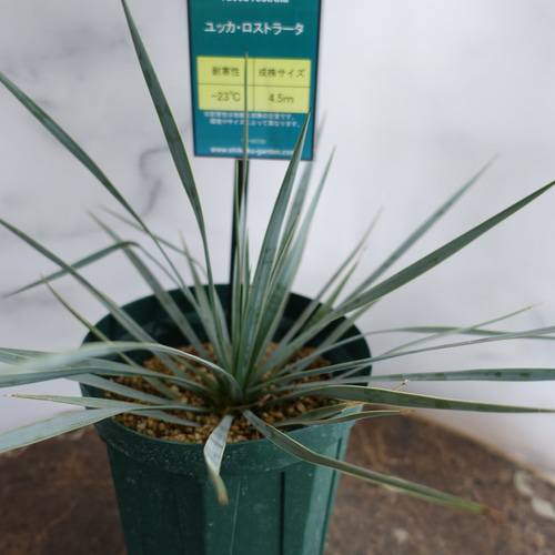 ユッカ ロストラータ ドライガーデン 5号 シンボルツリー 多肉植物