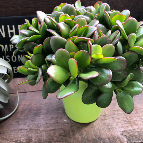 金のなる木♡4号♡花月♡多肉植物♡観葉植物♡成金草♡ アートフラワー