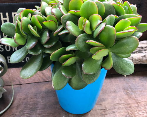 63f266889078bbec349ee36b021ac1