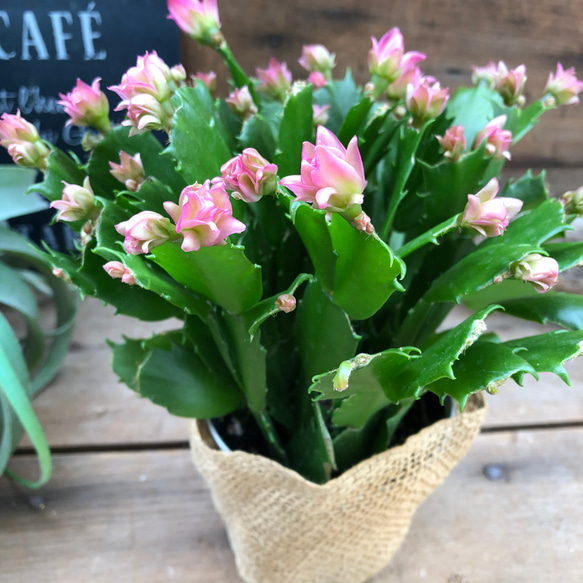 のいちご♡コンペイトウカクタス♡多肉植物♡セール 8枚目の画像