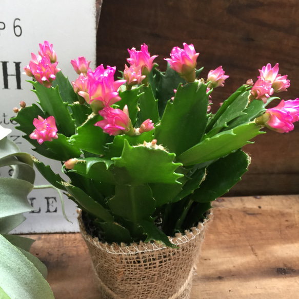 のいちご♡コンペイトウカクタス♡多肉植物♡セール 4枚目の画像