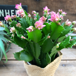 のいちご♡コンペイトウカクタス♡多肉植物♡セール 5枚目の画像