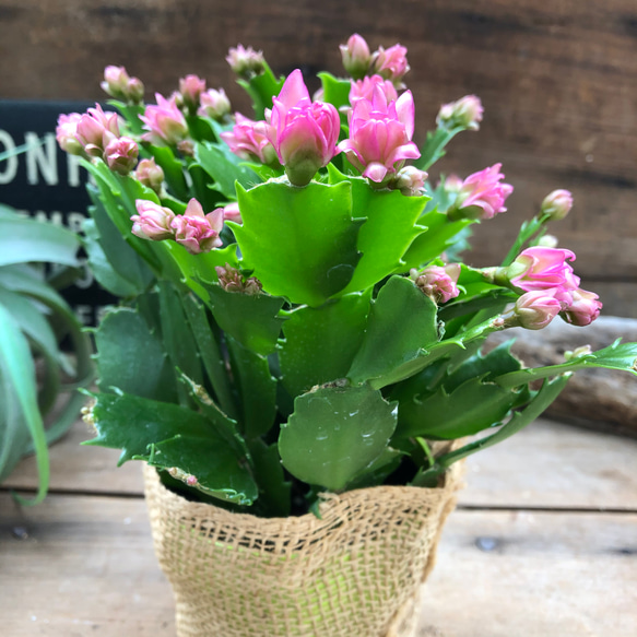 のいちご♡コンペイトウカクタス♡多肉植物♡セール 3枚目の画像