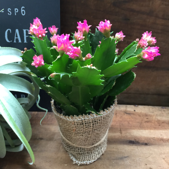 のいちご♡コンペイトウカクタス♡多肉植物♡セール 7枚目の画像