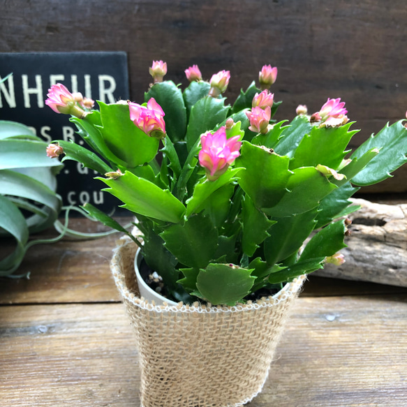 のいちご♡コンペイトウカクタス♡多肉植物♡セール 12枚目の画像