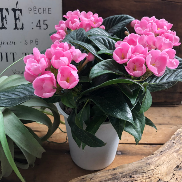 ニオイザクラ♡ 甘い香りがします♡リッチ♡可愛い桃色の花♡ガーデニング♡観葉植物 5枚目の画像