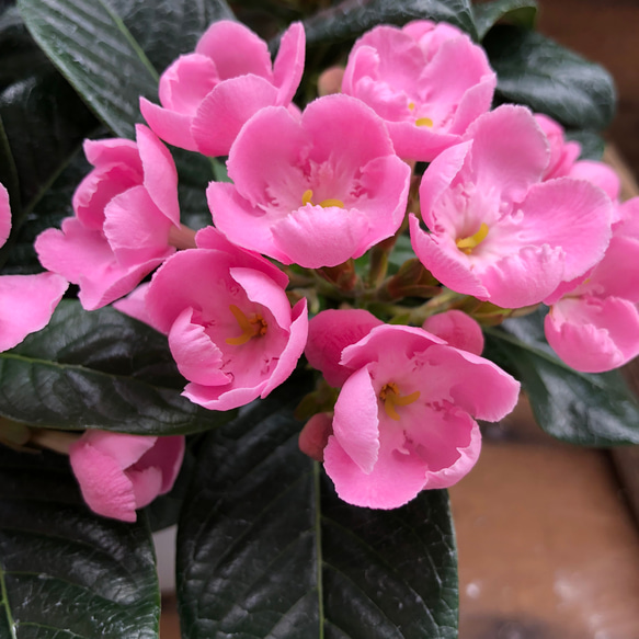 ニオイザクラ♡ 甘い香りがします♡リッチ♡可愛い桃色の花♡ガーデニング♡観葉植物 4枚目の画像