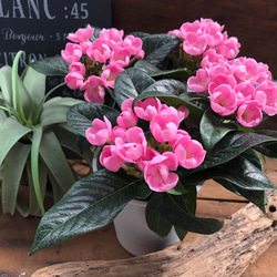 ニオイザクラ♡ 甘い香りがします♡リッチ♡可愛い桃色の花♡ガーデニング♡観葉植物 2枚目の画像