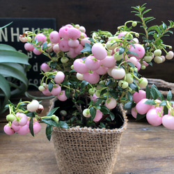 真珠の木♡ピンク♡パールツリー♡クリスマス♡ガーデニング♡インテリア♡観葉植物♡ 11枚目の画像