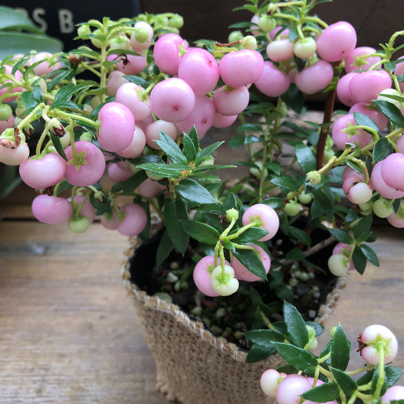 真珠の木♡ピンク♡パールツリー♡クリスマス♡ガーデニング♡インテリア♡観葉植物♡ 10枚目の画像