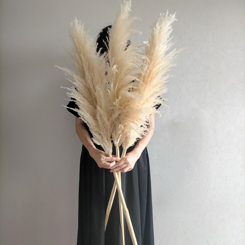 パンパスグラス LL特大3本 ホワイトフェザー ドライフラワー