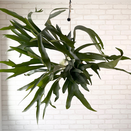 特大　コウモリラン　ビカクシダ　流木ハンギング ビカクシダ コウモリラン 群生ビカクシダ流木付け 観葉植物 ハンギング