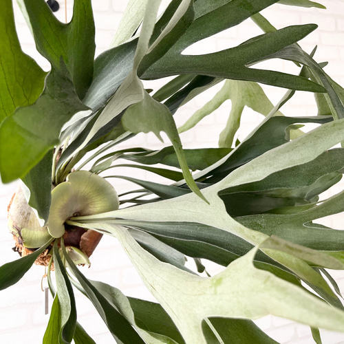 専用　コウモリラン 2128f8fc84c5009bf7b928d7434251