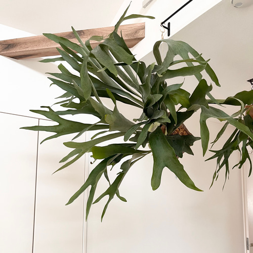 a細葉　特大　観葉植物　ビカクシダ　コウモリラン　ハンギング ビカクシダ コウモリラン 流木付け 観葉植物 ハンギンググリーン