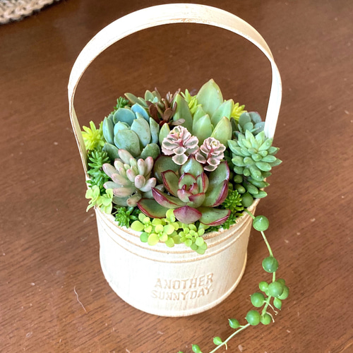寄せ植え 多肉植物 寄せ植え そのまま飾れる バスケット型 可愛い