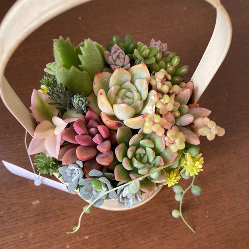寄せ植え 多肉植物 寄せ植え そのまま飾れる バスケット型 可愛い
