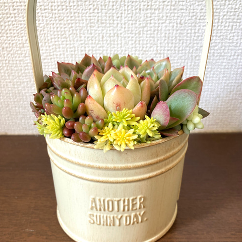 寄せ植え 多肉植物 寄せ植え そのまま飾れる バスケット型 可愛い