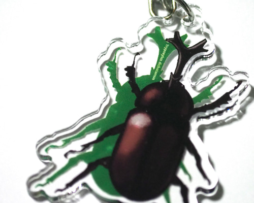 イモムシガチャ　昆虫アクリルキーホルダー いきものアクリルキーホルダー<カブトムシ> その他雑貨