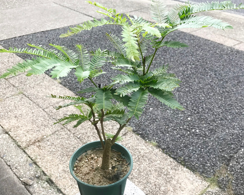 0e650a4e94f183b1e05816c362055e