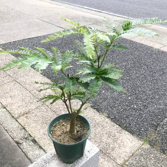 【幹太♥高さ70cm！大型】エバーフレッシュ ネムノキ 曲がり 幹太♥高さ70cm！大型】エバーフレッシュ ネムノキ 曲がり