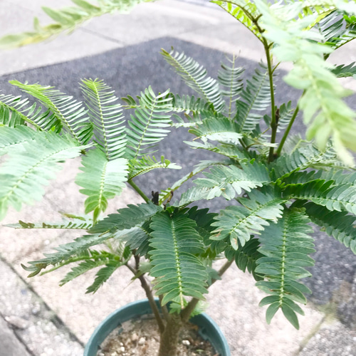 幹太め♡ ネムノキ エバーフレッシュ 4号 スリット鉢 その他インテリア