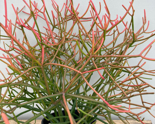 0061ed71c46a02704d9041b17e68ad