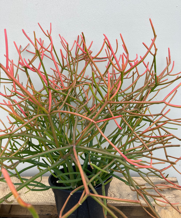 新宿でお渡し限定‼️ 観葉植物　ミルクブッシュ ミルクブッシュ384｜観葉植物専門店「ワールドガーデン」 新宿でお渡し