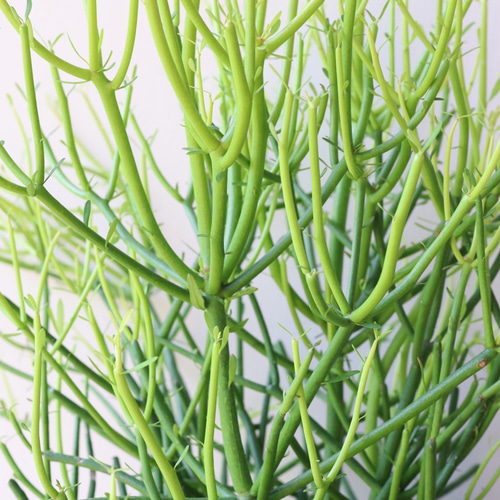 新宿でお渡し限定‼️ 観葉植物　ミルクブッシュ 新宿で手渡し限定【観葉植物】 ミルクブッシュ大型株❤️ 全長