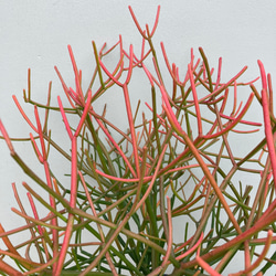 しっかりしたミルクブッシュ＊観葉植物 2枚目の画像