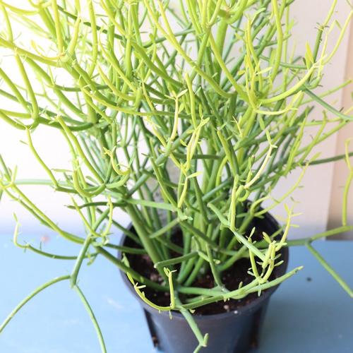 新宿で手渡し限定【観葉植物】 ミルクブッシュ大型株❤️ 全長約120cm 新宿で手渡し限定【観葉植物】 ミルクブッシュ大型株❤️ 全長約