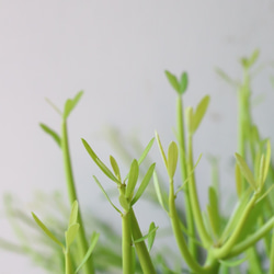 しっかりしたミルクブッシュ＊観葉植物 7枚目の画像