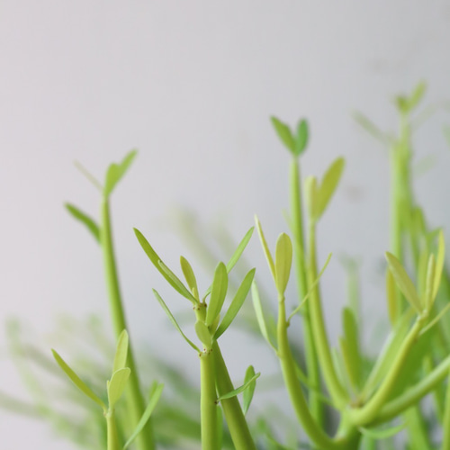 新宿でお渡し限定‼️ 観葉植物　ミルクブッシュ 新宿で手渡し限定【観葉植物】 ミルクブッシュ大型株❤️ 全長