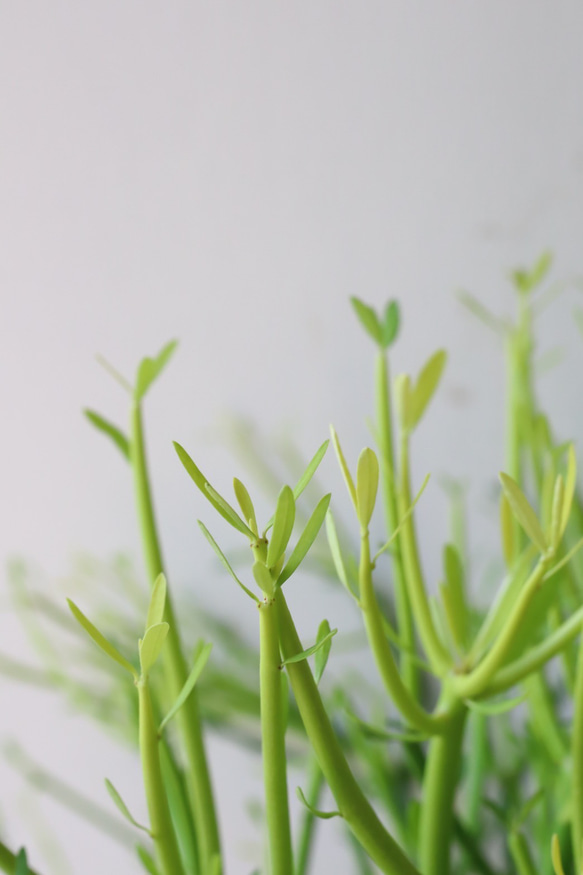 しっかりしたミルクブッシュ＊観葉植物 7枚目の画像