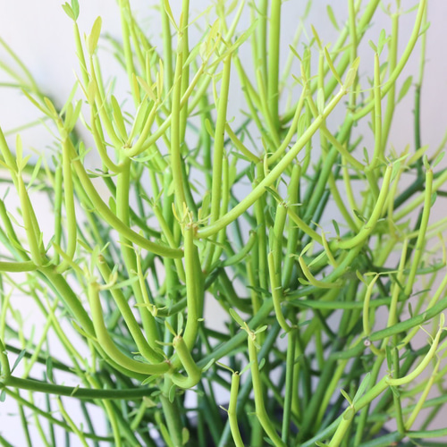 新宿でお渡し限定‼️ 観葉植物　ミルクブッシュ 新宿でお渡し限定‼️ 観葉植物ミルクブッシュ