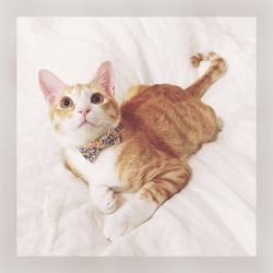猫 犬 首輪 リバティプリント × Betsy リボン レモンシフォン イエロー 花柄 プレゼントにおすすめ♫ 8枚目の画像