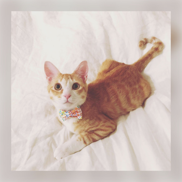猫 犬 首輪 リバティプリント × Betsy リボン レモンシフォン イエロー 花柄 プレゼントにおすすめ♫ 7枚目の画像