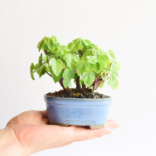 盆栽　宮様楓　樹高30cm Amazon.co.jp: 遊恵盆栽 苗：宮様楓*みやさまかえで : DIY・工具・ガーデン