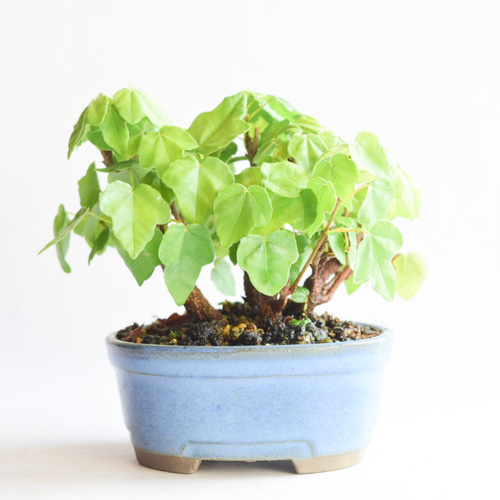 宮様楓 No.350 盆栽 盆栽やす 通販 14560448｜Creema(クリーマ)