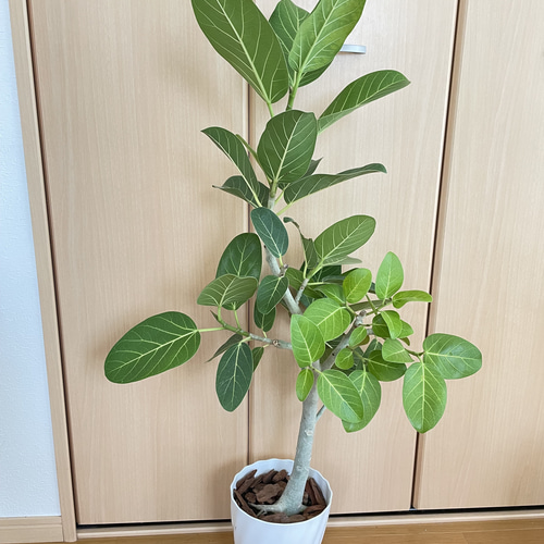 美しい曲がり♡フィカス ベンガレンシス 観葉植物 おしゃれ