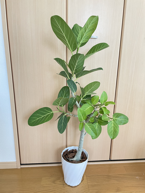 フィカス ベンガレンシス 観葉植物 おしゃれ 美品 限定 観葉植物 フィカス ベンガレンシス 4号 曲り プラスチック鉢