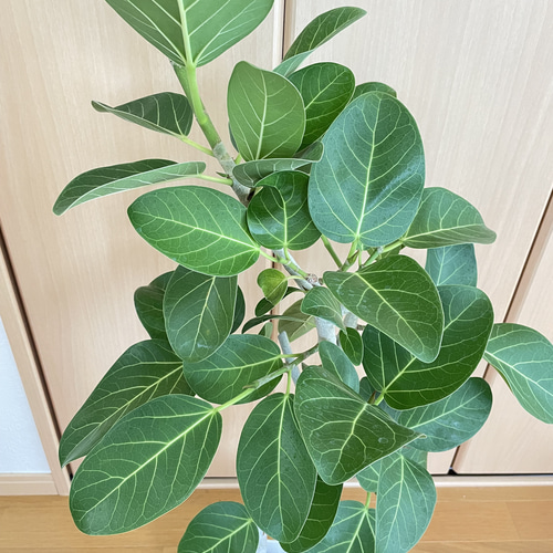 美しい曲がり♡フィカス ベンガレンシス 観葉植物 おしゃれ